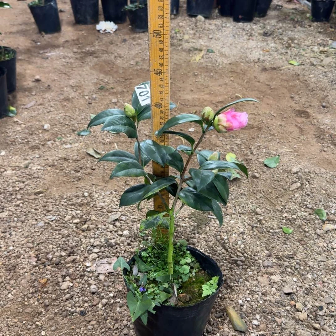 少量花朵（建议范围：2朵-5朵 或40%以下）701乌马克