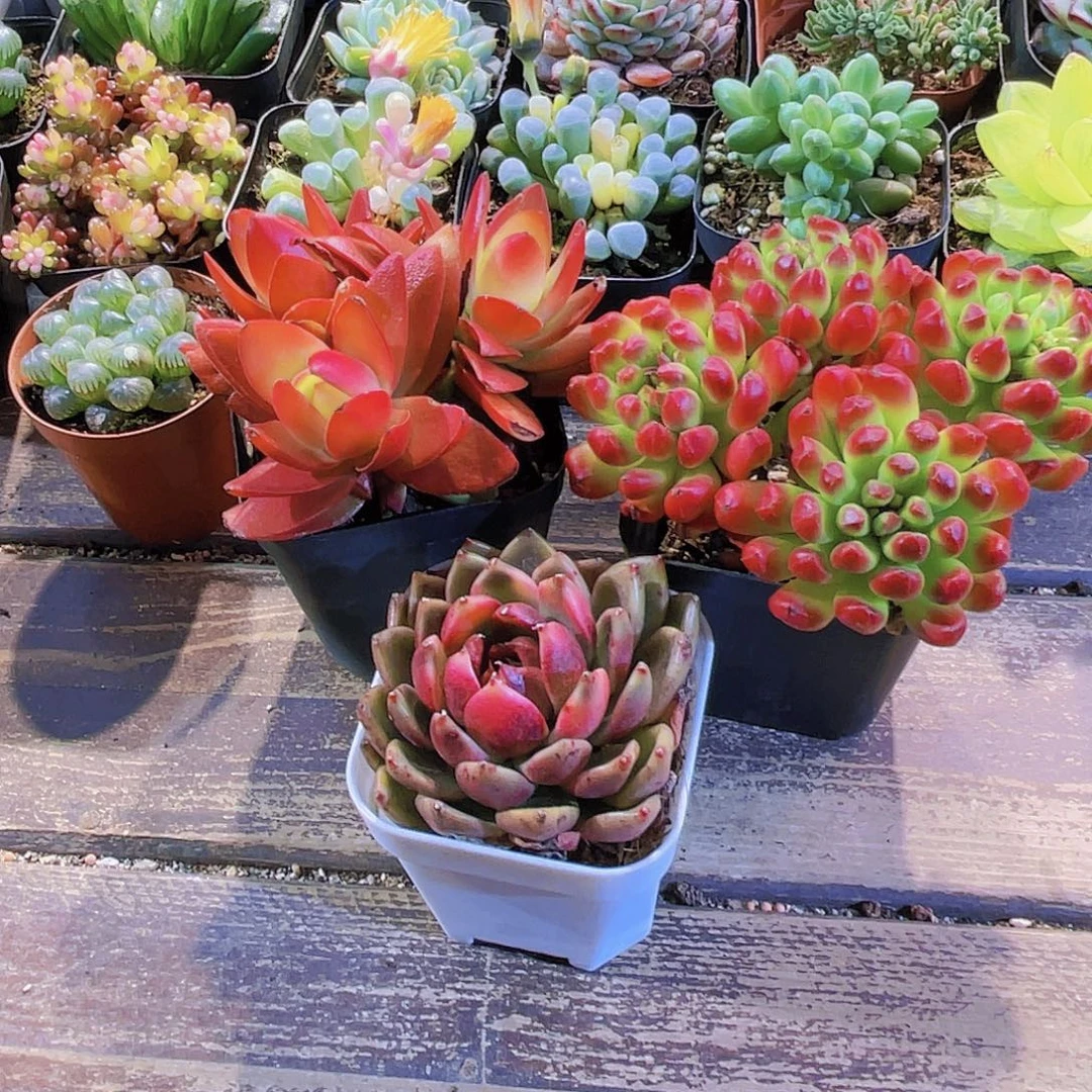 火祭群。红灯笼 玫瑰