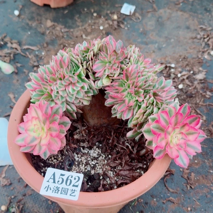 562号荔枝缀化多肉植物