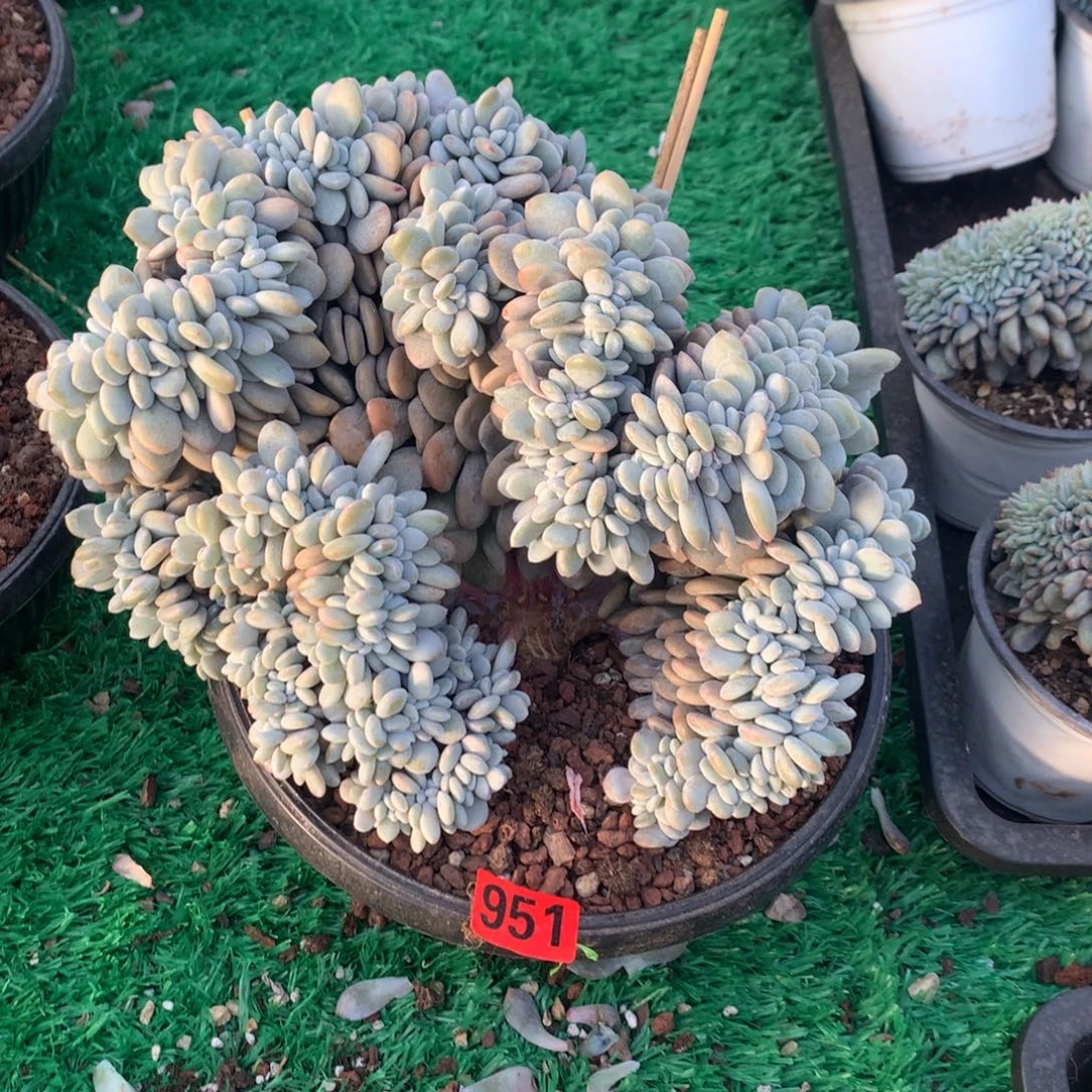 951粉兔11111111111111