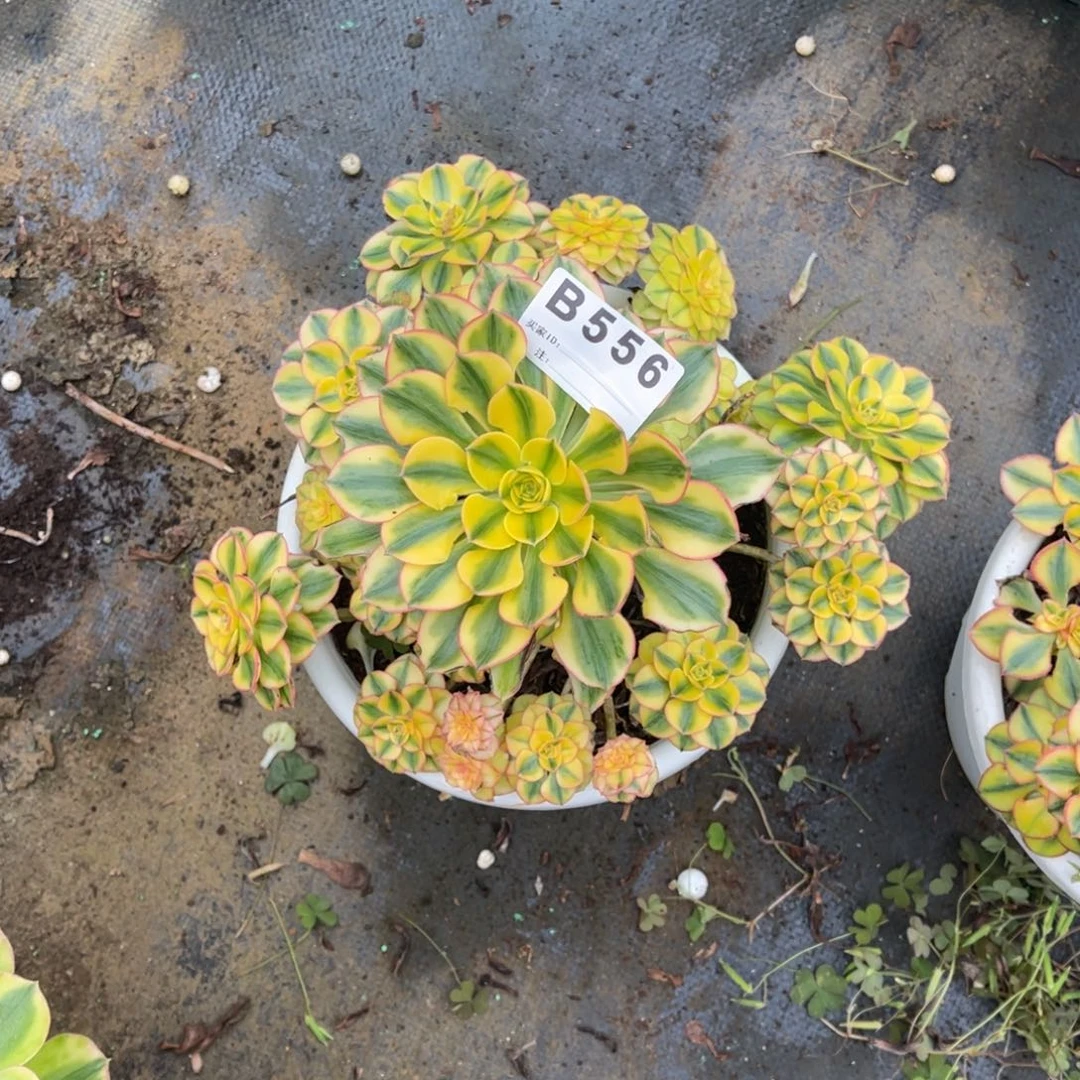 l***仔太阳神，一物一拍4，福利，556