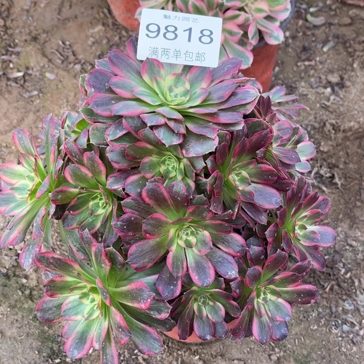 9818安娜的人多肉的