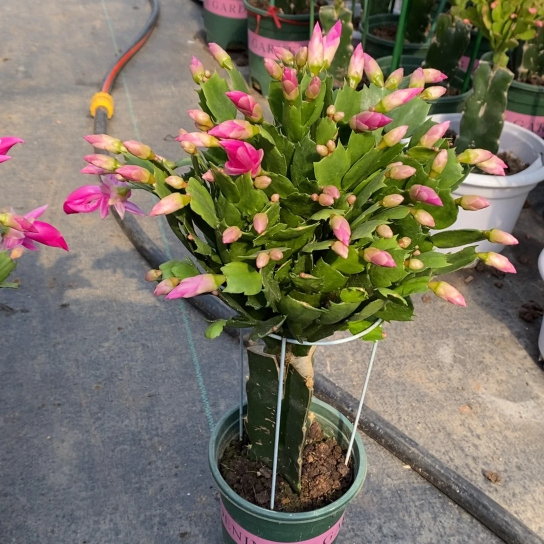 完全开放2947。余末