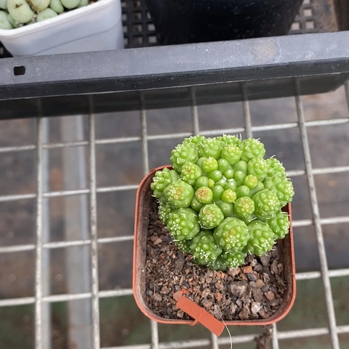 伯克利和格蕾纳等著名