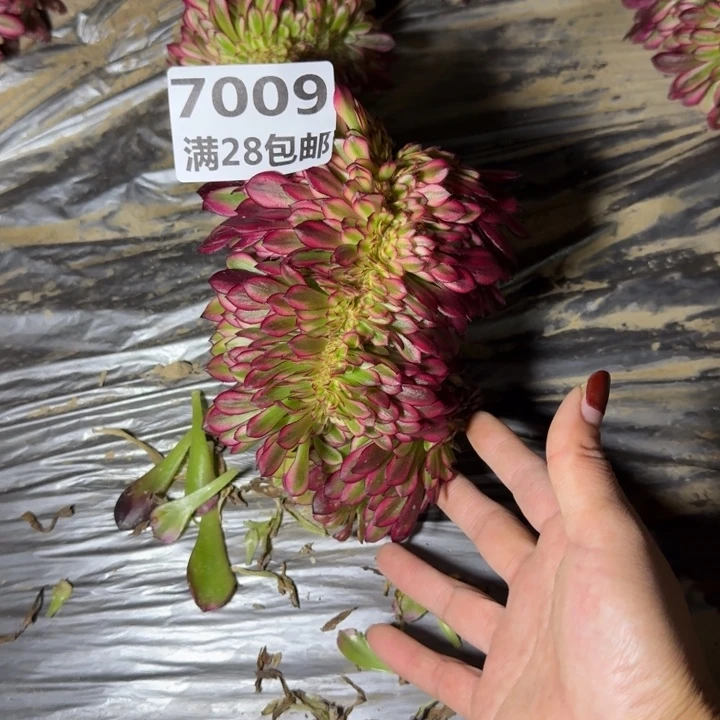 7009三号棚月婵缀A