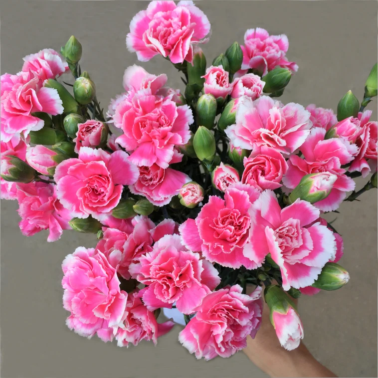 【多头康樱桃太子】鲜花花束康乃馨母亲节妇女节教师节家用水养插花