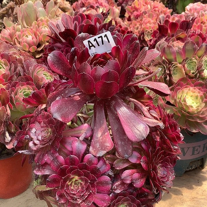 快***迹171美姬多肉法师锦