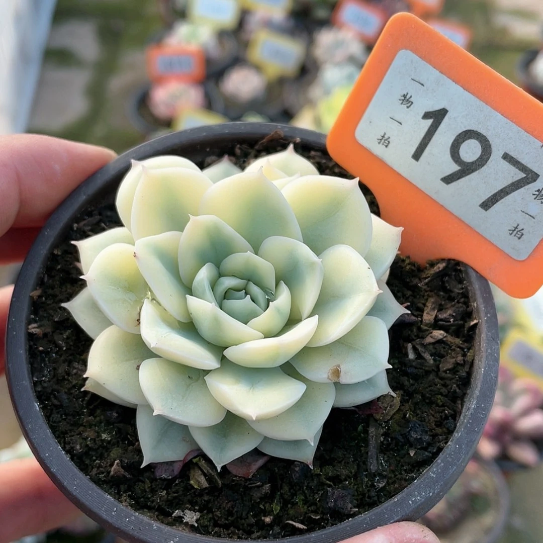 【闪购商品】197号