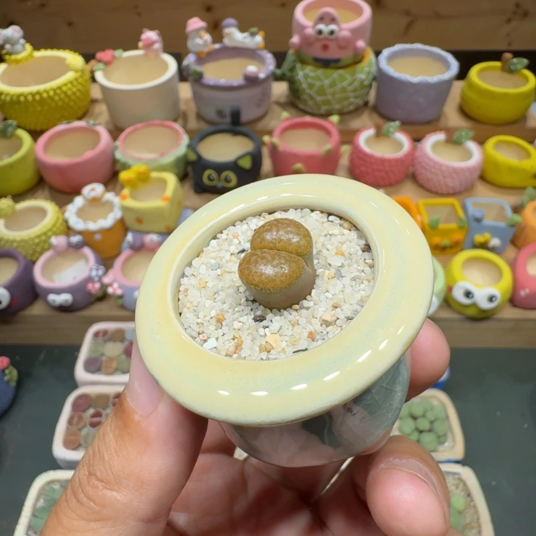 蘑菇292超级蛋糕风铃多肉植物