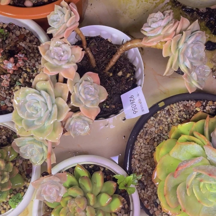 乌***韵可爱玫瑰056多肉植物