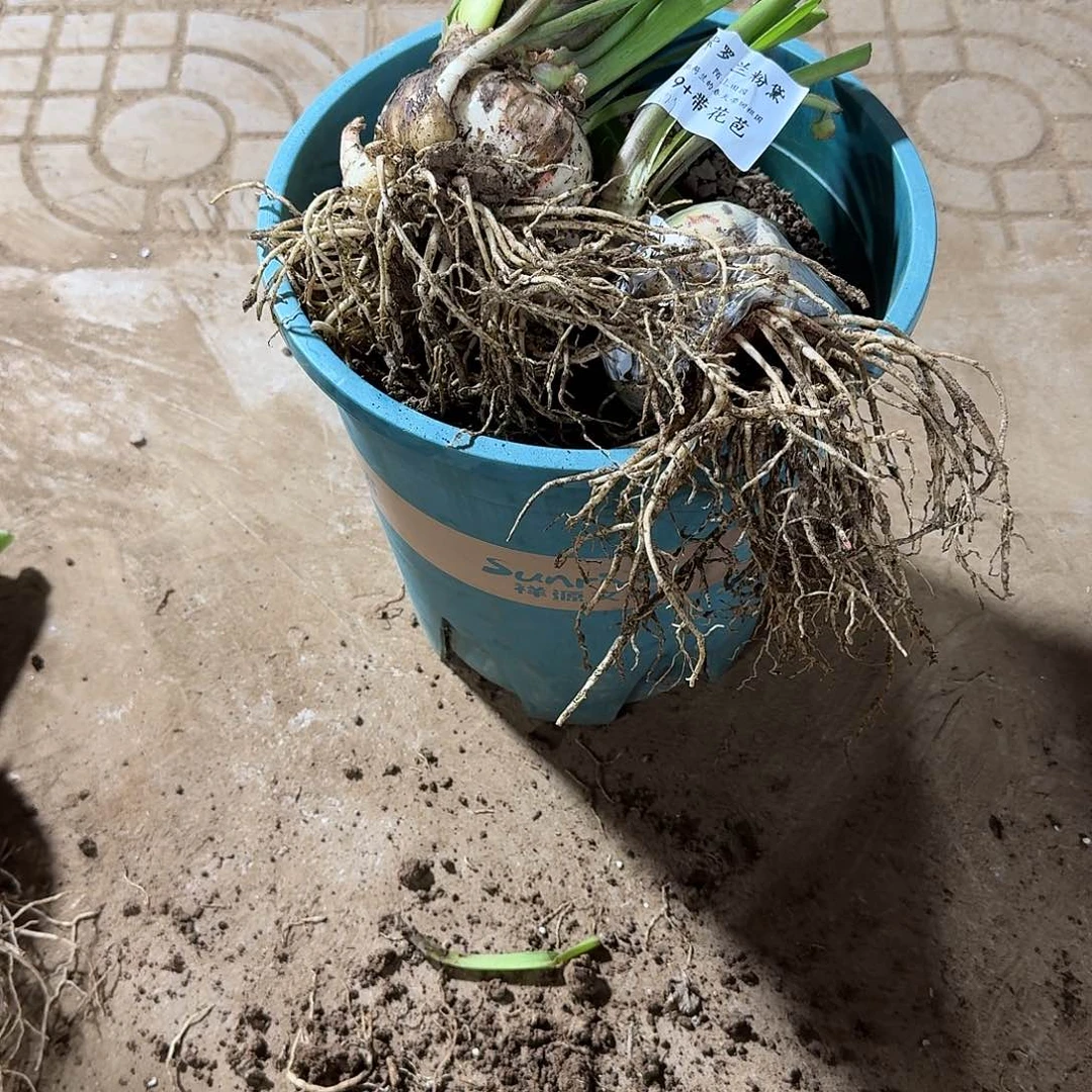 紫罗兰粉黛9+带花包发发发