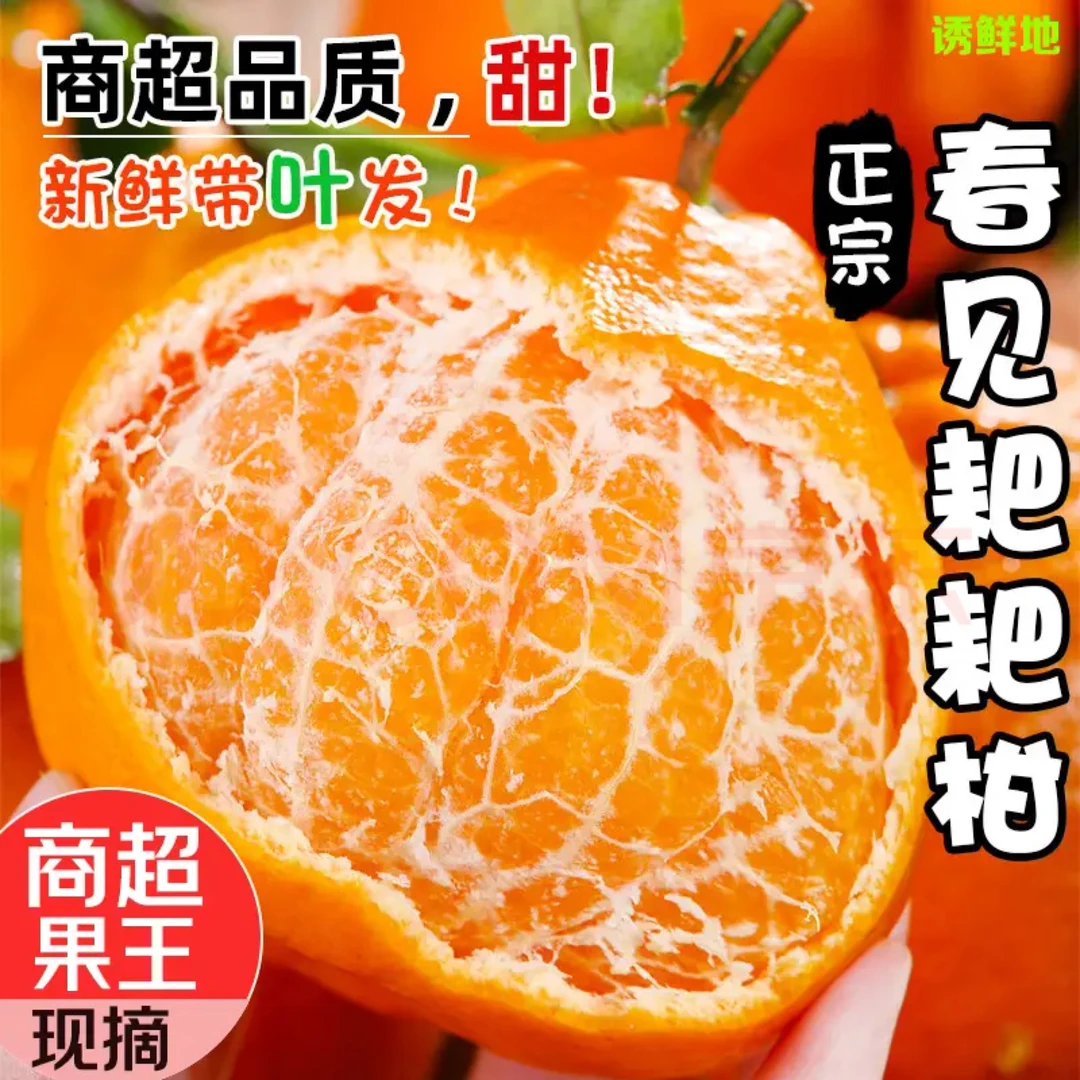 《坏果包赔》四川春见耙耙柑当季时令新鲜水果头茬现摘现发爆甜丑橘