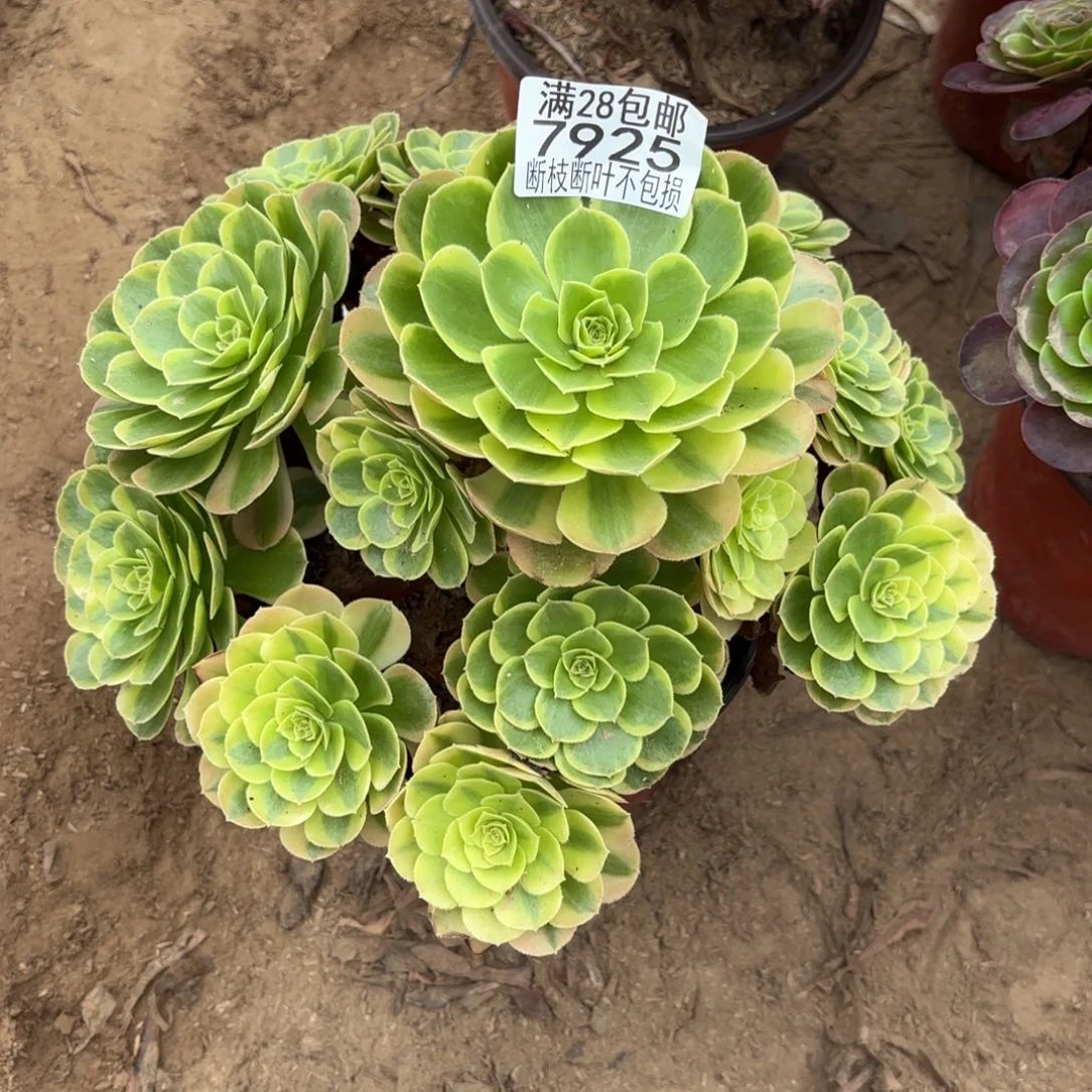 M. 7925奶白多肉，？ade