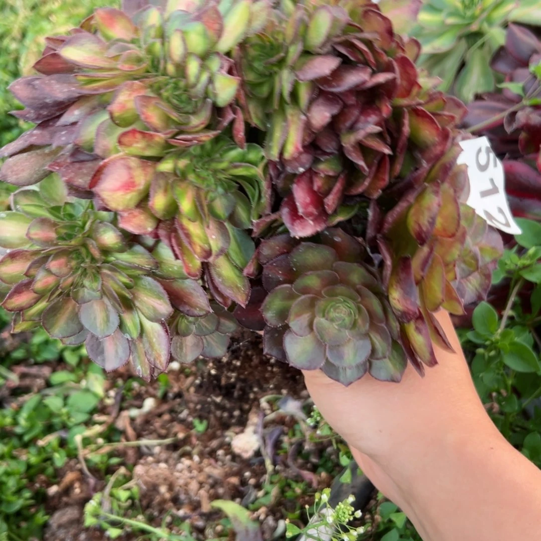 512 号多肉植物法师新年福利