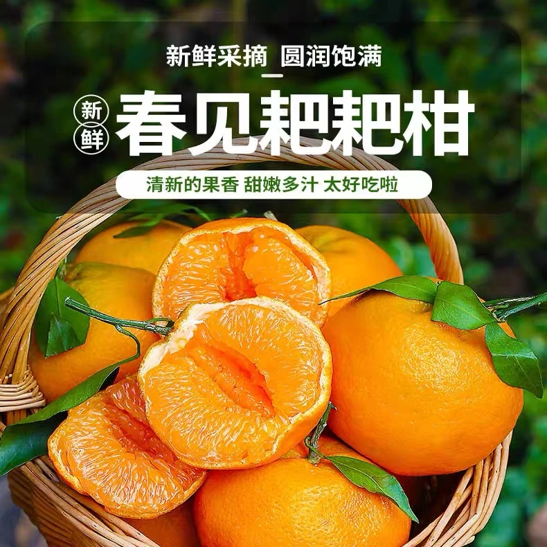 y【正宗四川春见耙耙柑】果园直发鲜甜多汁新鲜采摘9斤包邮坏果包赔