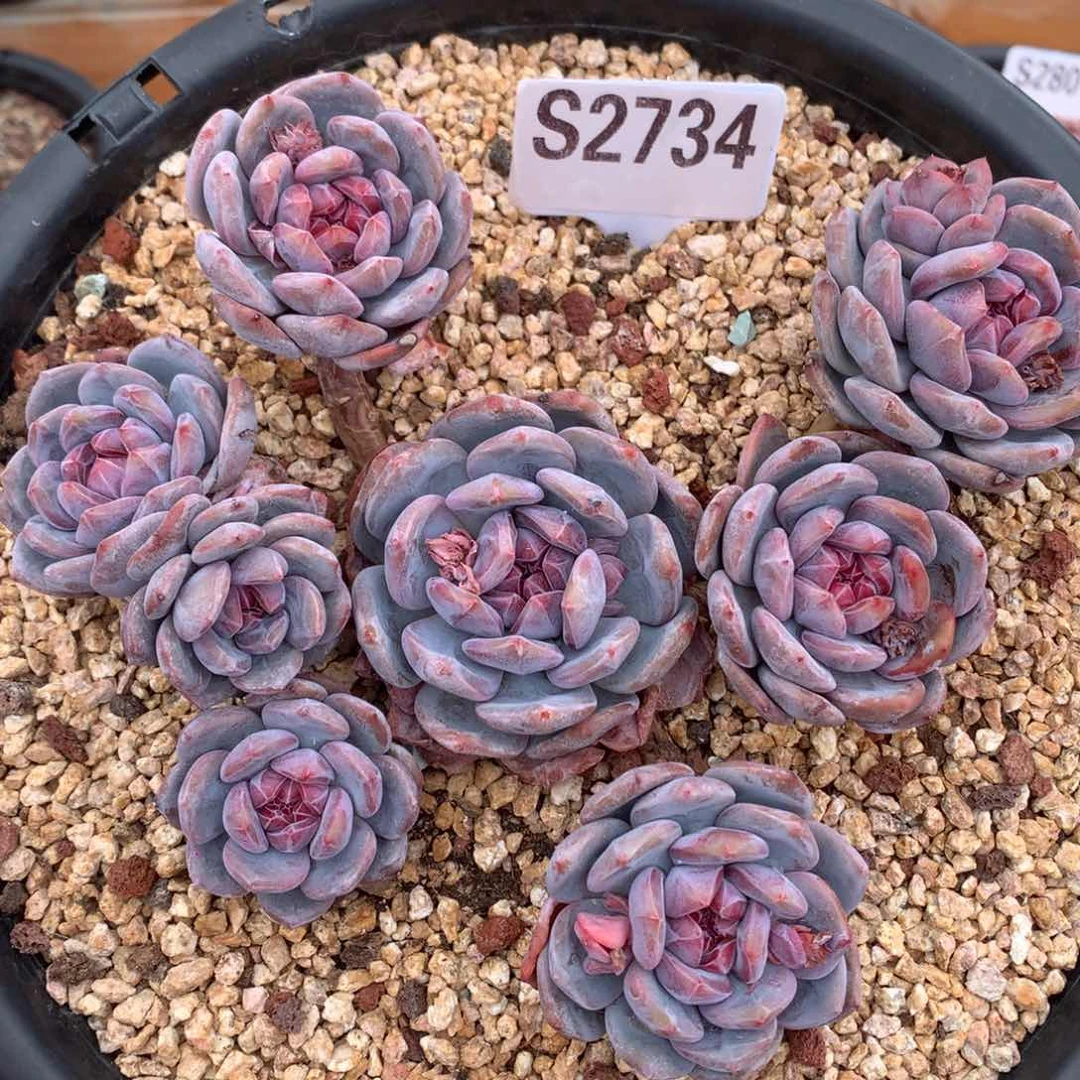 S2734 精控老桩石榴籽 自然群 20cm