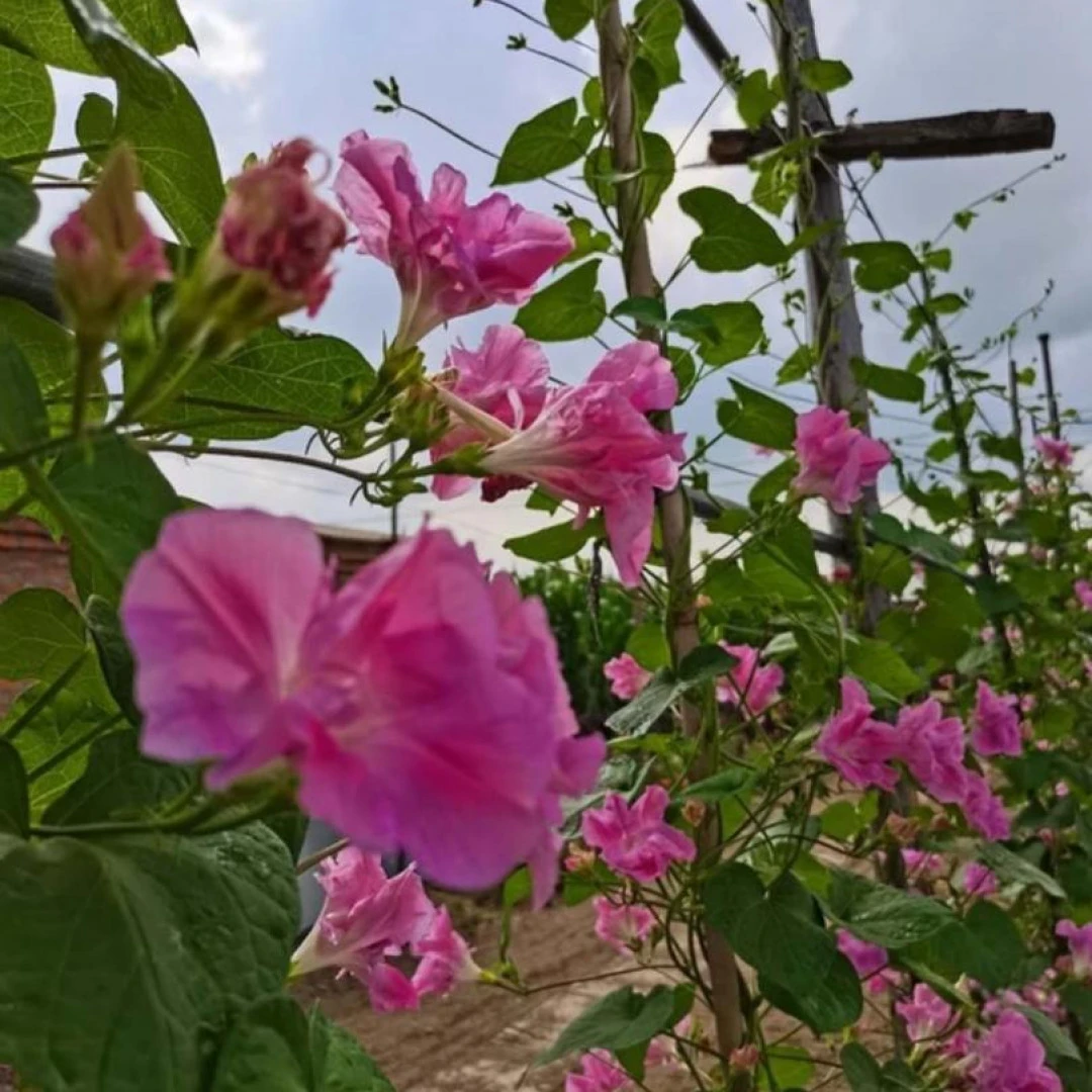 【牵牛花种子】重瓣牵牛花四季播种开花垂吊喇叭花室内外盆栽花籽子