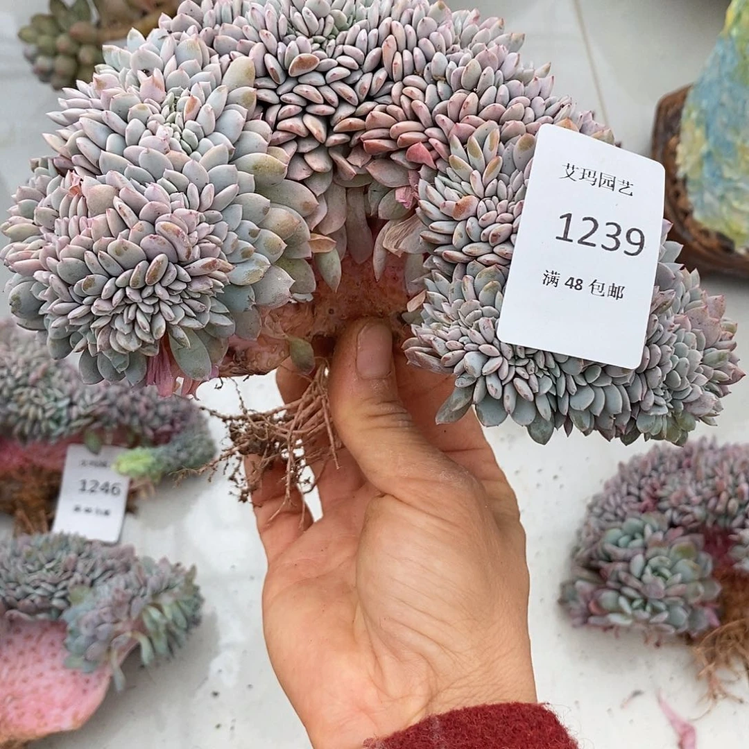 爱***肉海棠花缀化多肉多肉239