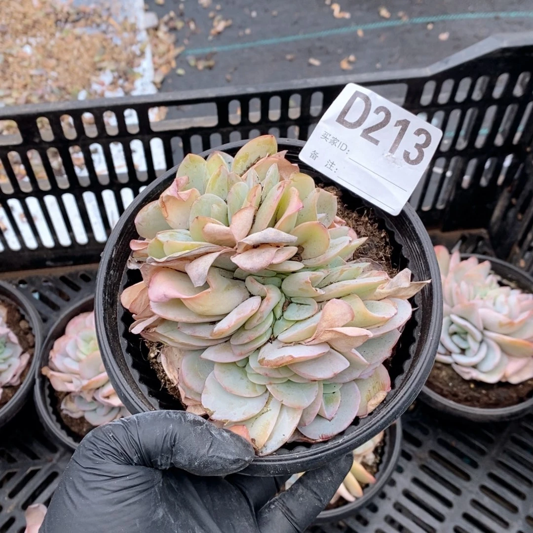 丹***宝213 布鲁兰缀化哇哇