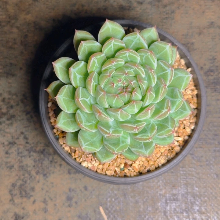 人****如梦发货111111111111