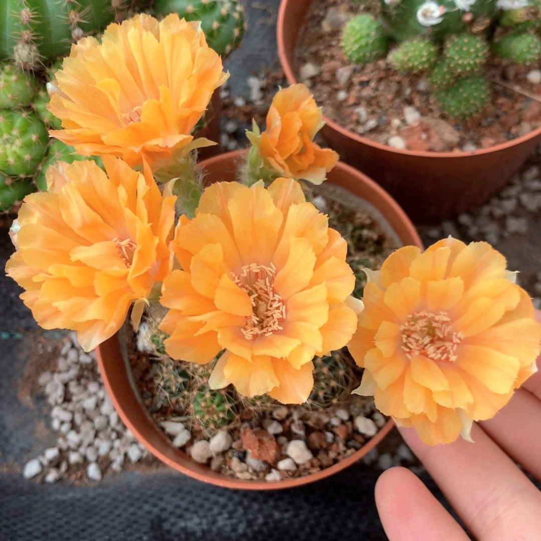 5755实生丽花10公分杯球不大