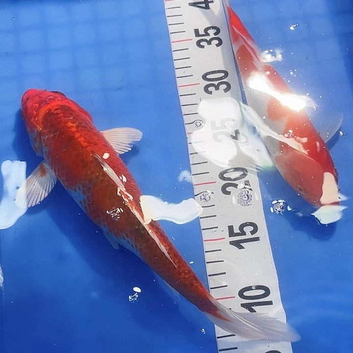 锦鲤锦鲤冷水鱼好养
