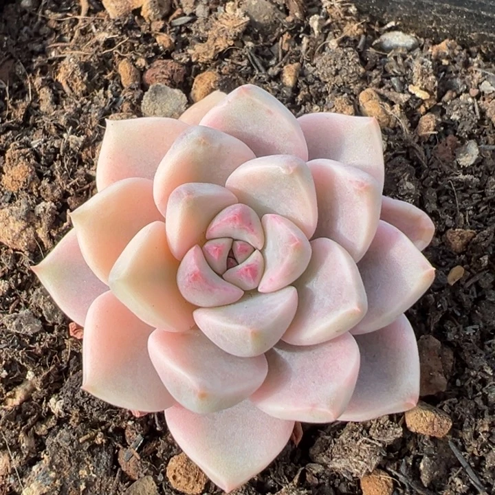 红粉佳人锦冠服5。一物一拍