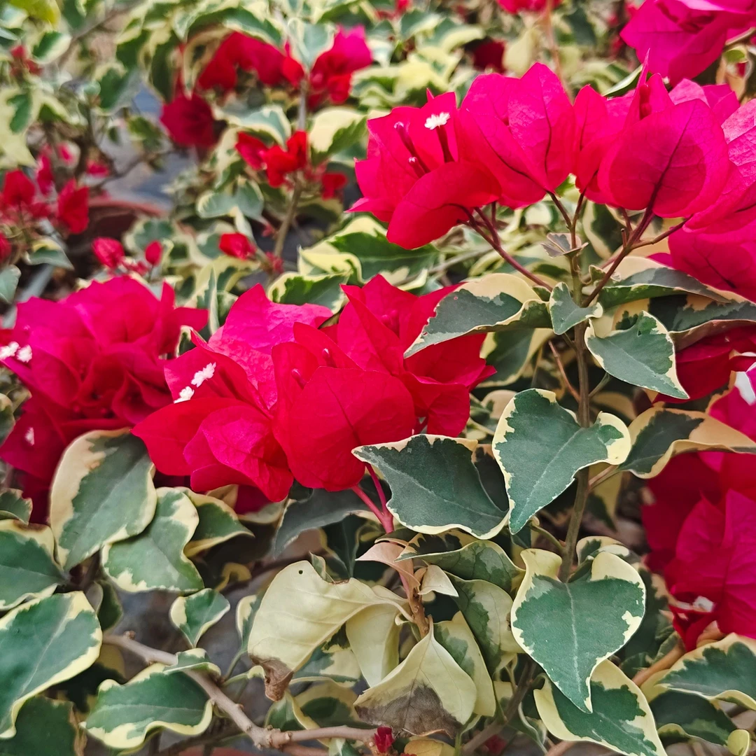 【金边花叶红】·三角梅基地直发