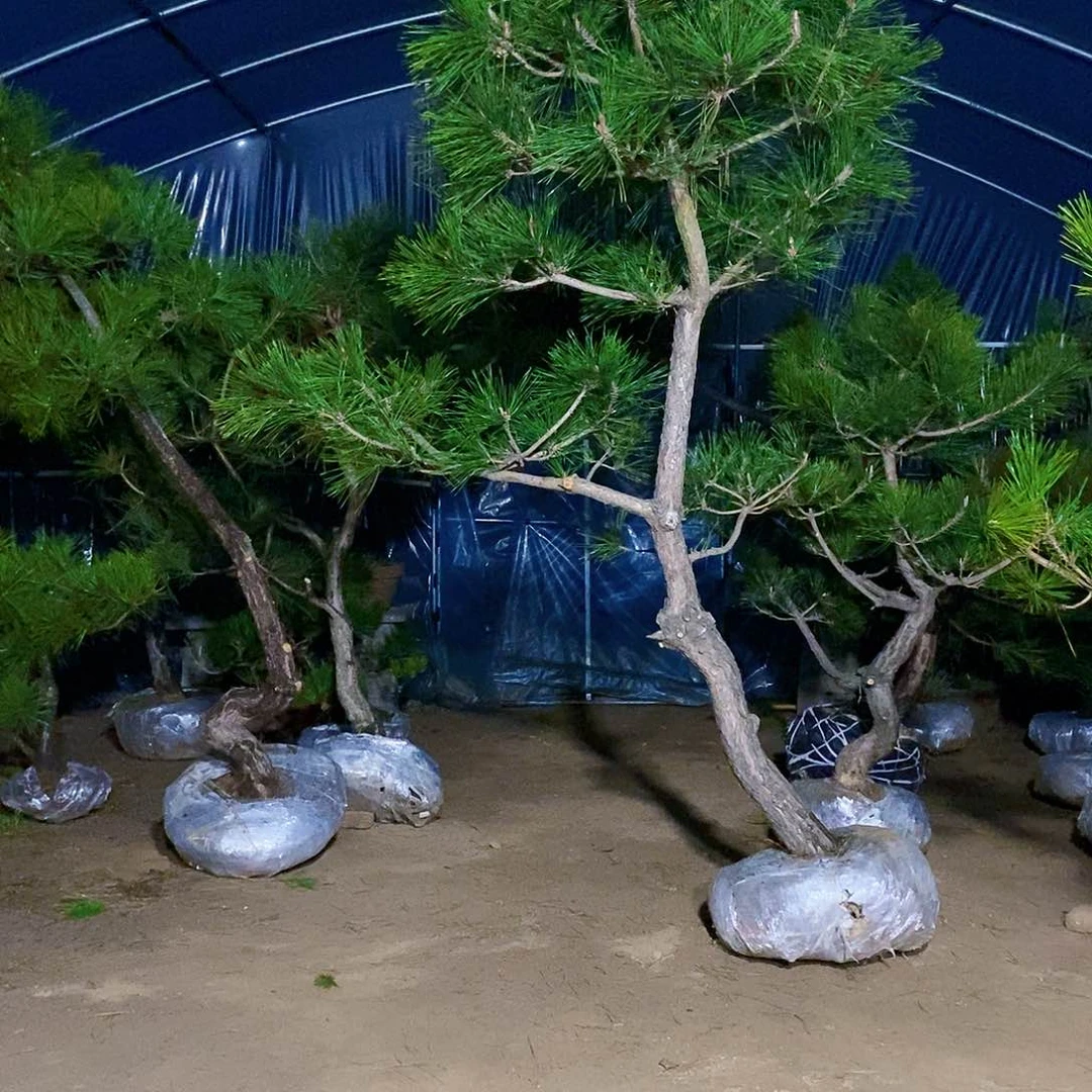 无花朵天****艳黑松两颗