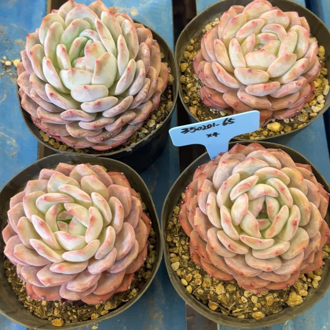 官*350201-65橙子4