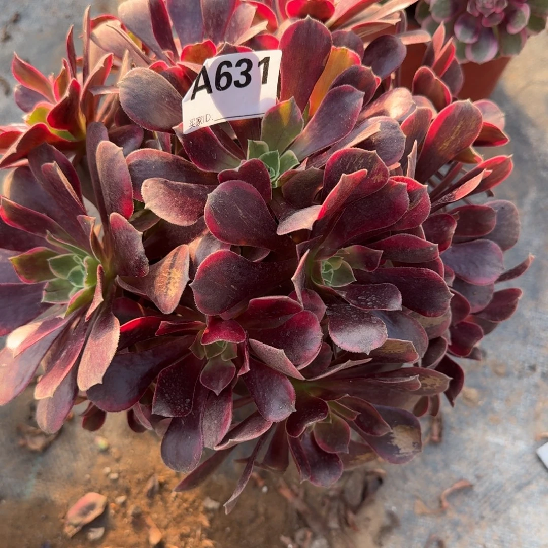 好***丞金丝雀一物一拍631