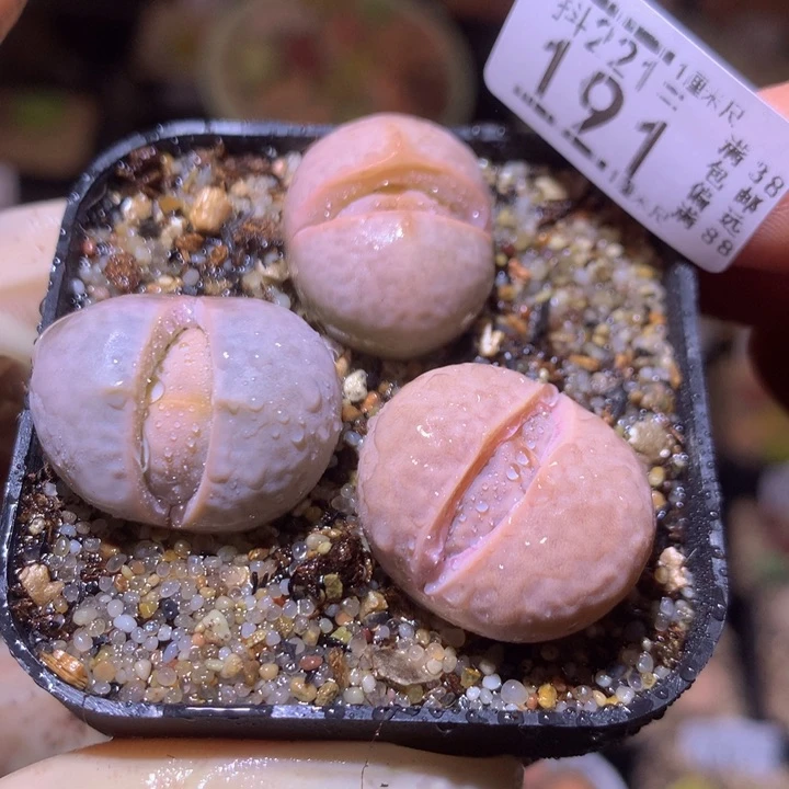 精品生石花221.191