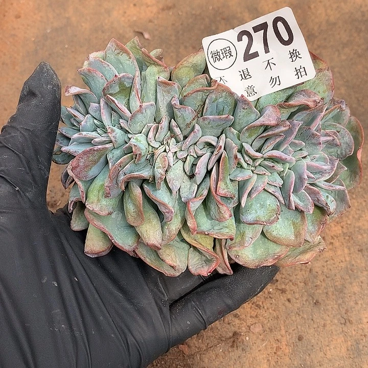 白凤缀化 微瑕处理