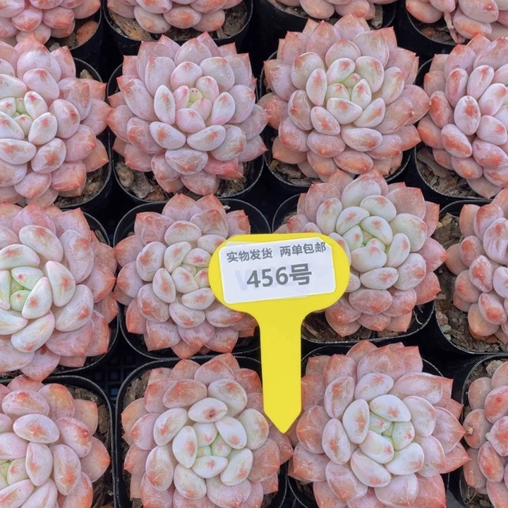 456号短肥大胖子半夏单头一个