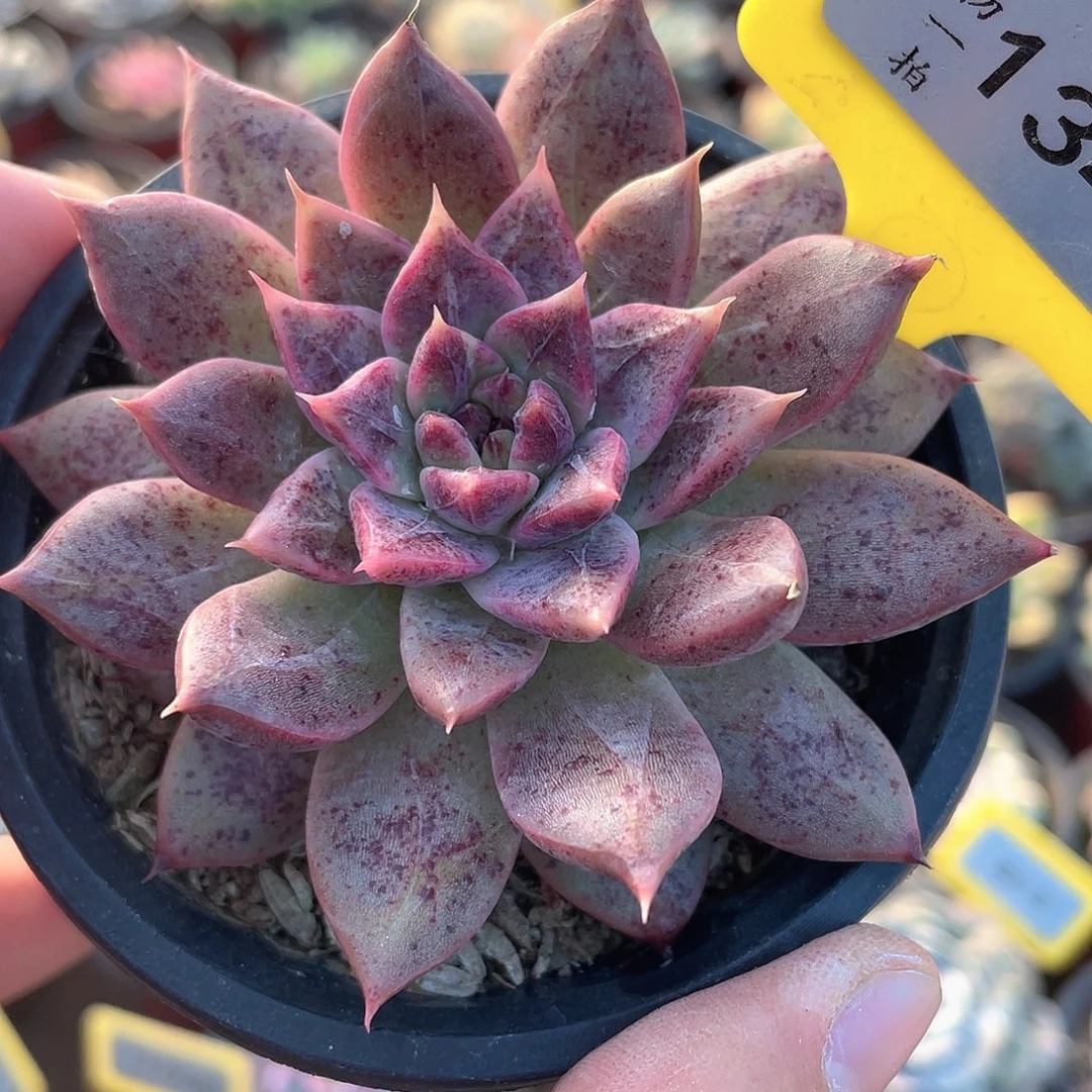 血斑1349号多肉植物