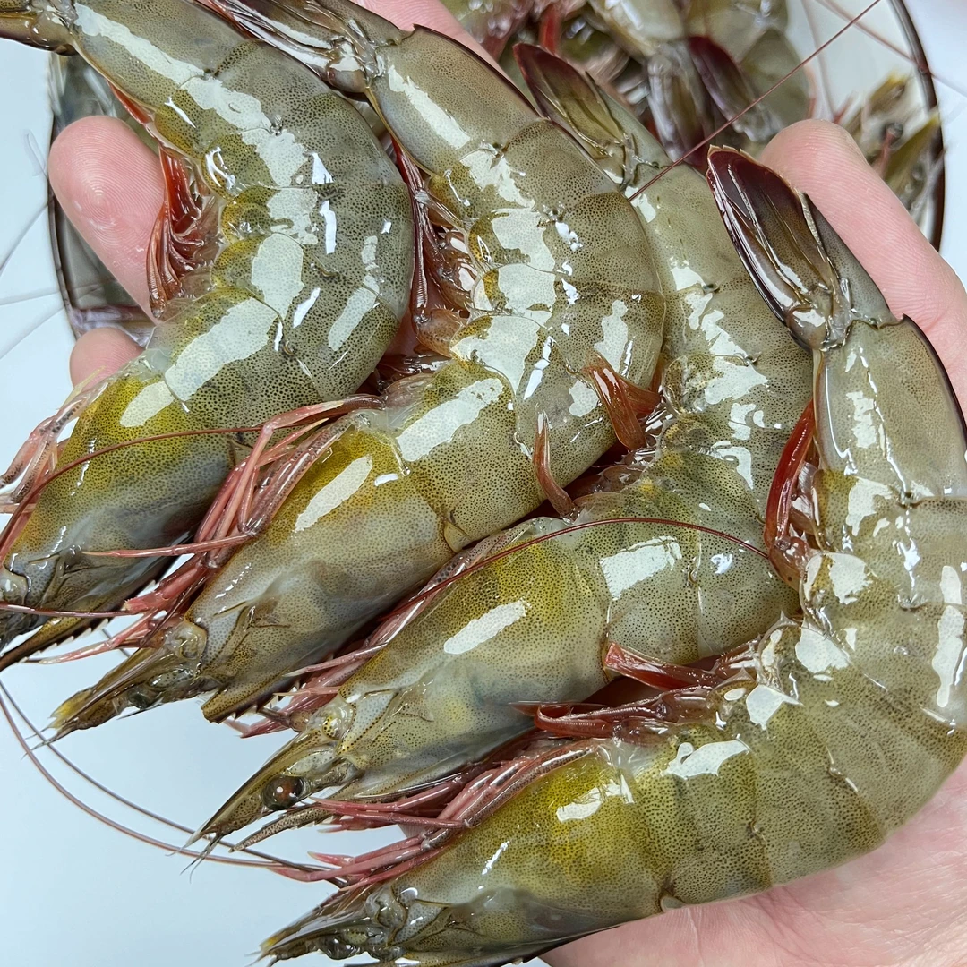 红爪南美白对虾 新鲜咸淡水虾塘白虾 净重4斤