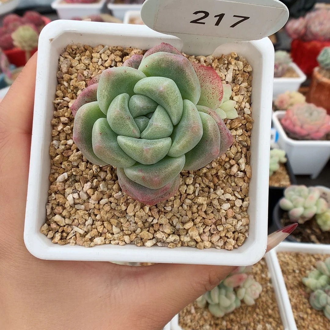 217双头冰玉石化多肉异色