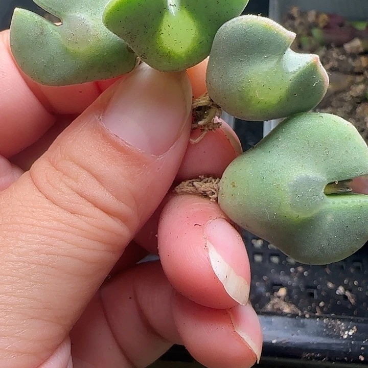 优选空蝉，请呼叫主播挑选