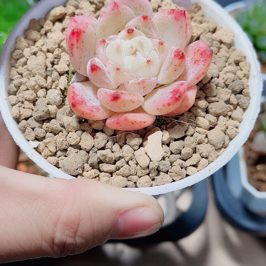 好看的肉肉都是精品