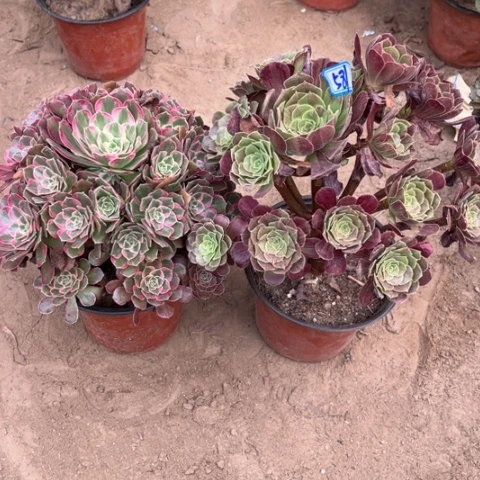 581多肉植物组合，