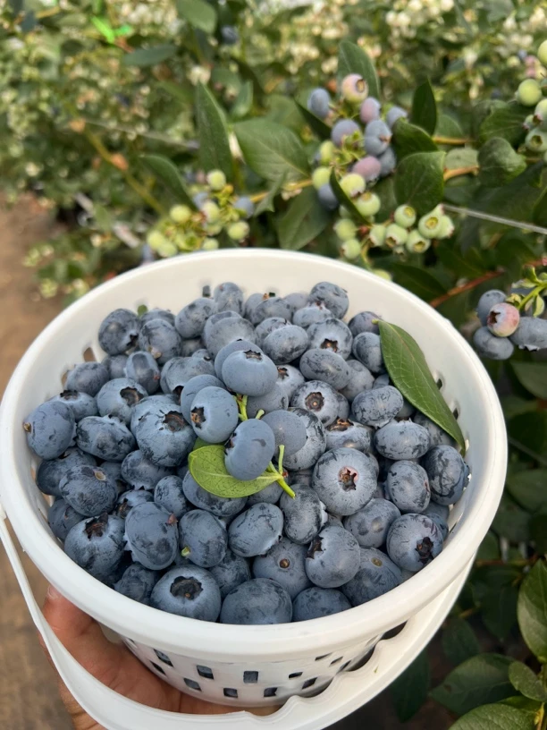 【云南露天蓝莓】一桶装 新鲜高端孕妇水果浆果宝宝辅食顺丰