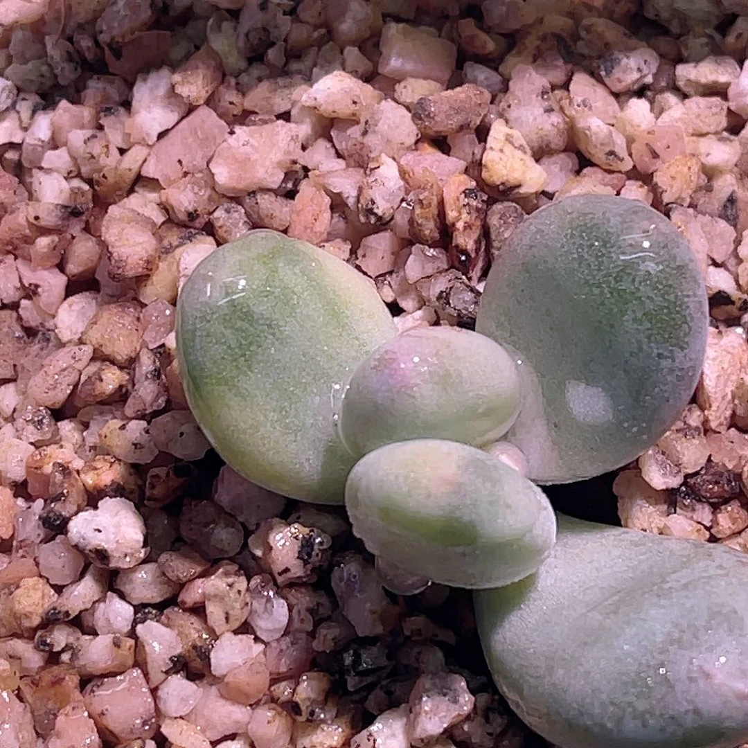 乖***尚品园艺福利奶酪锦459