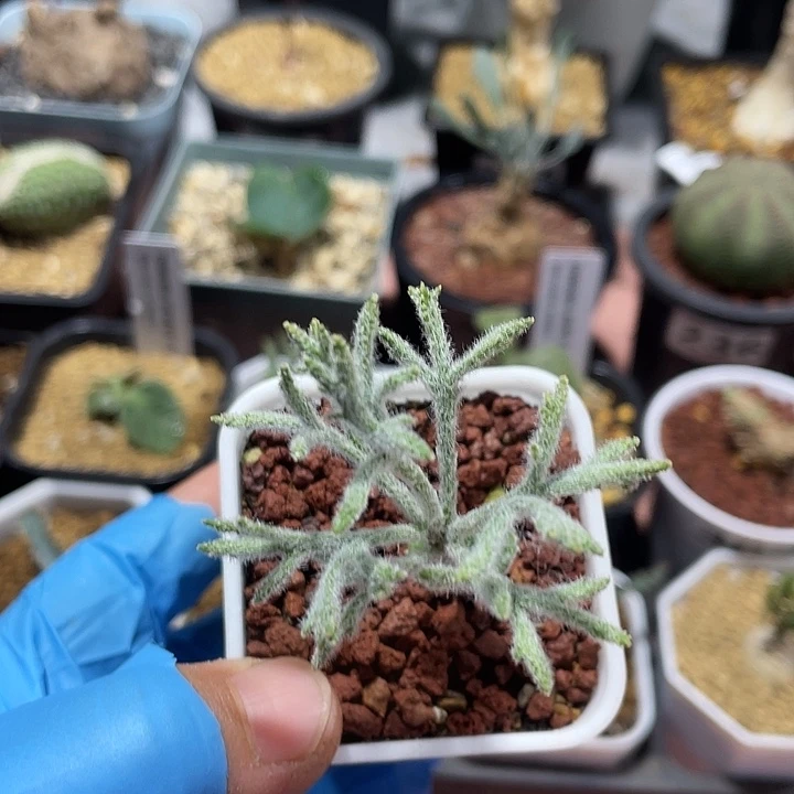 321将军番雾冰玉，