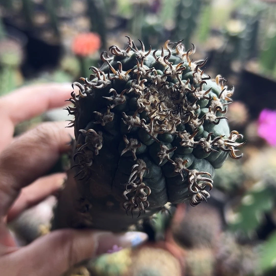 天平猫爪仙人球11111111