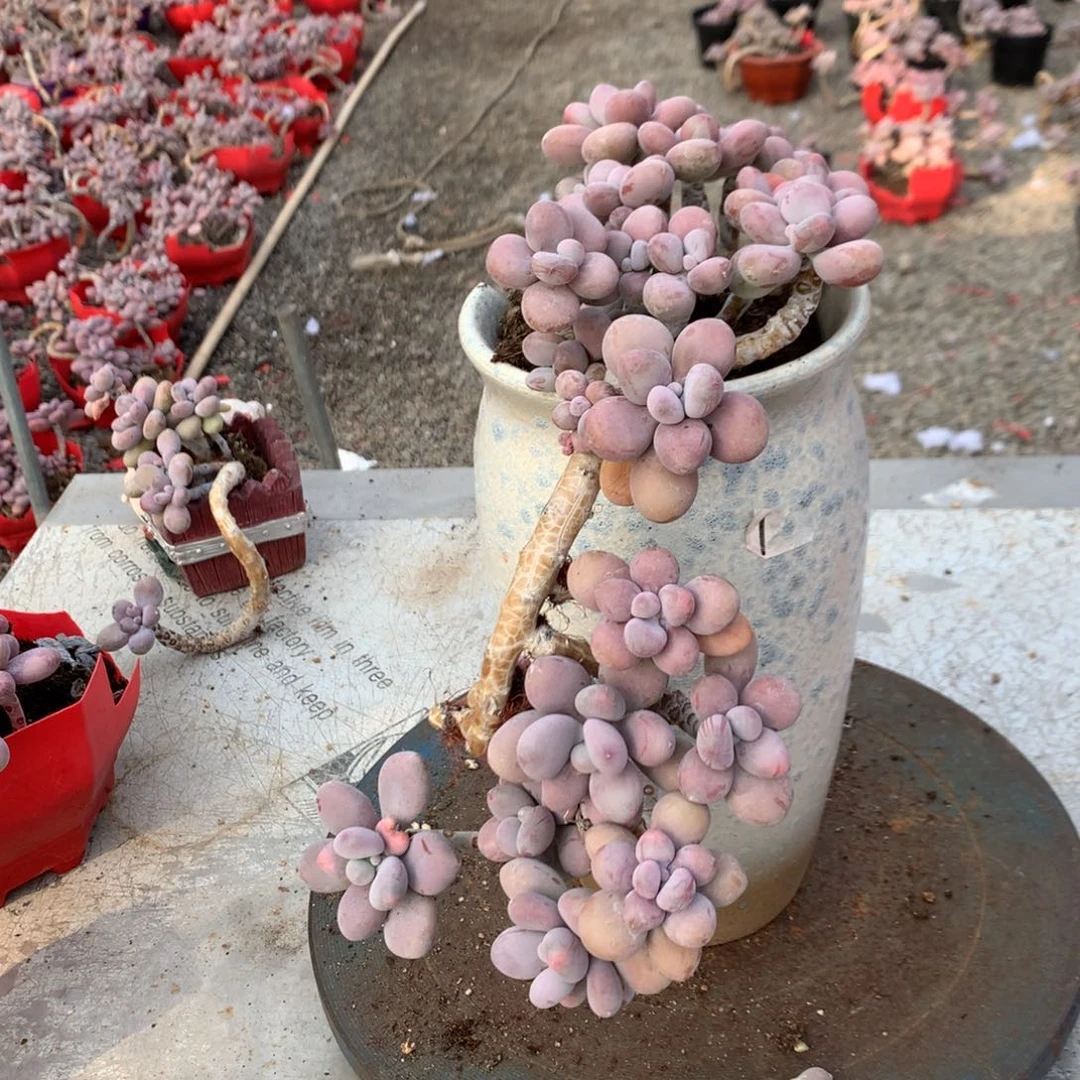 桃蛋老桩不带盆34号