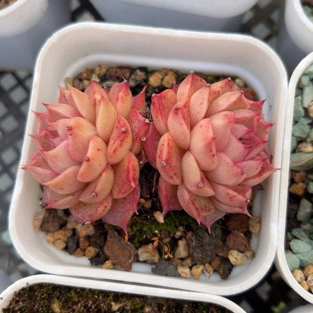 海螺精控多肉一物一拍