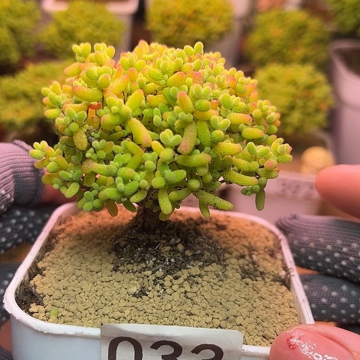 无花朵033蜜桔糖球