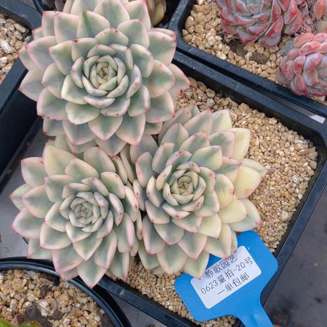 0623-20-月亮仙子锦母本群生一刻