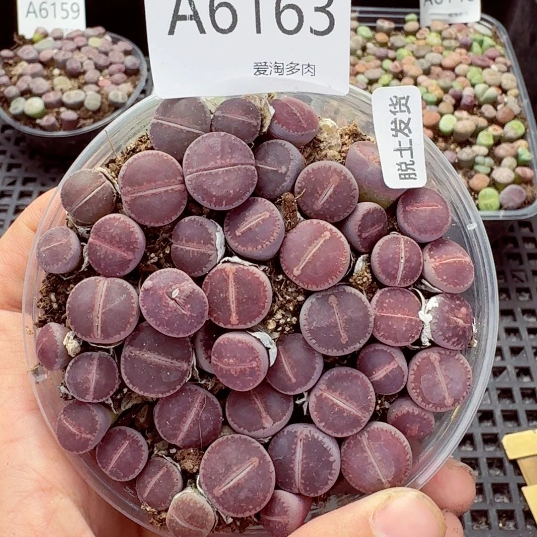 6163—生石花 生石花