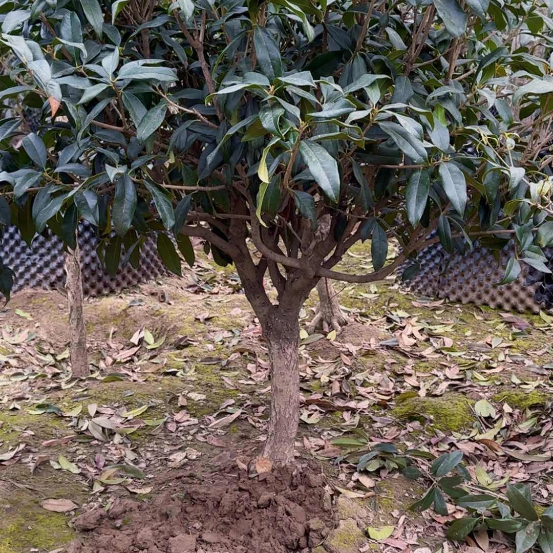 星*。桂花。八月桂系列